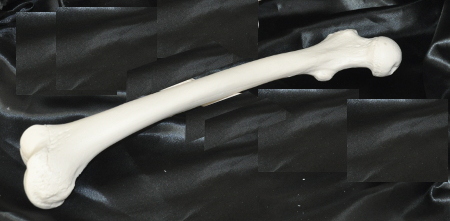 Femur / Thigh Bone - single (Emblem of Mortality) - Click Image to Close